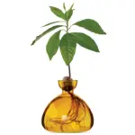 Avocado Vase in verschiedenen Farben – Bild 2
