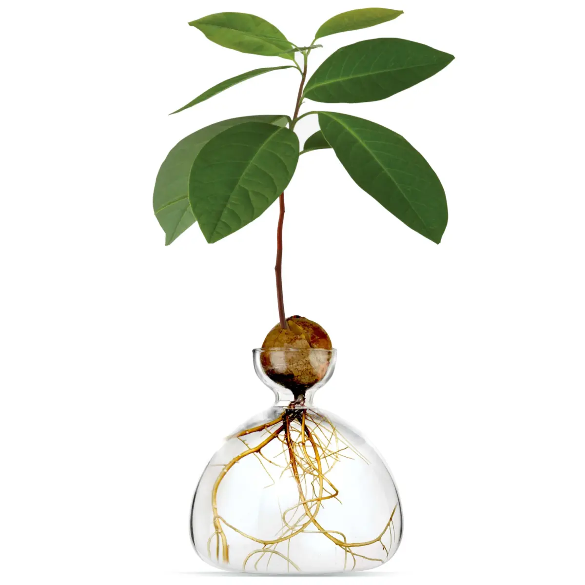 Avocado Vase in verschiedenen Farben – Bild 4