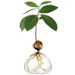 Avocado Vase in verschiedenen Farben – Bild 4