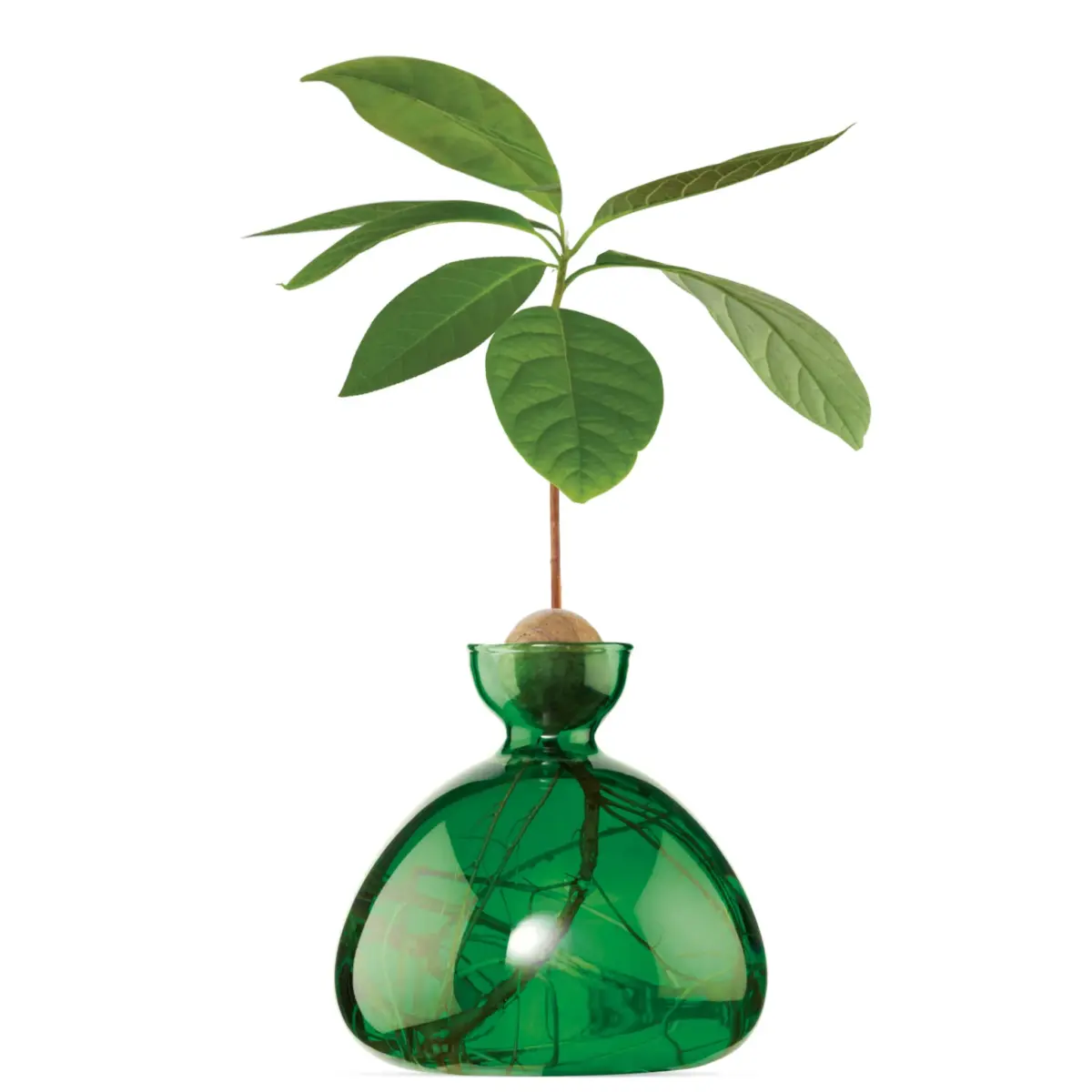 Avocado Vase in verschiedenen Farben – Bild 9