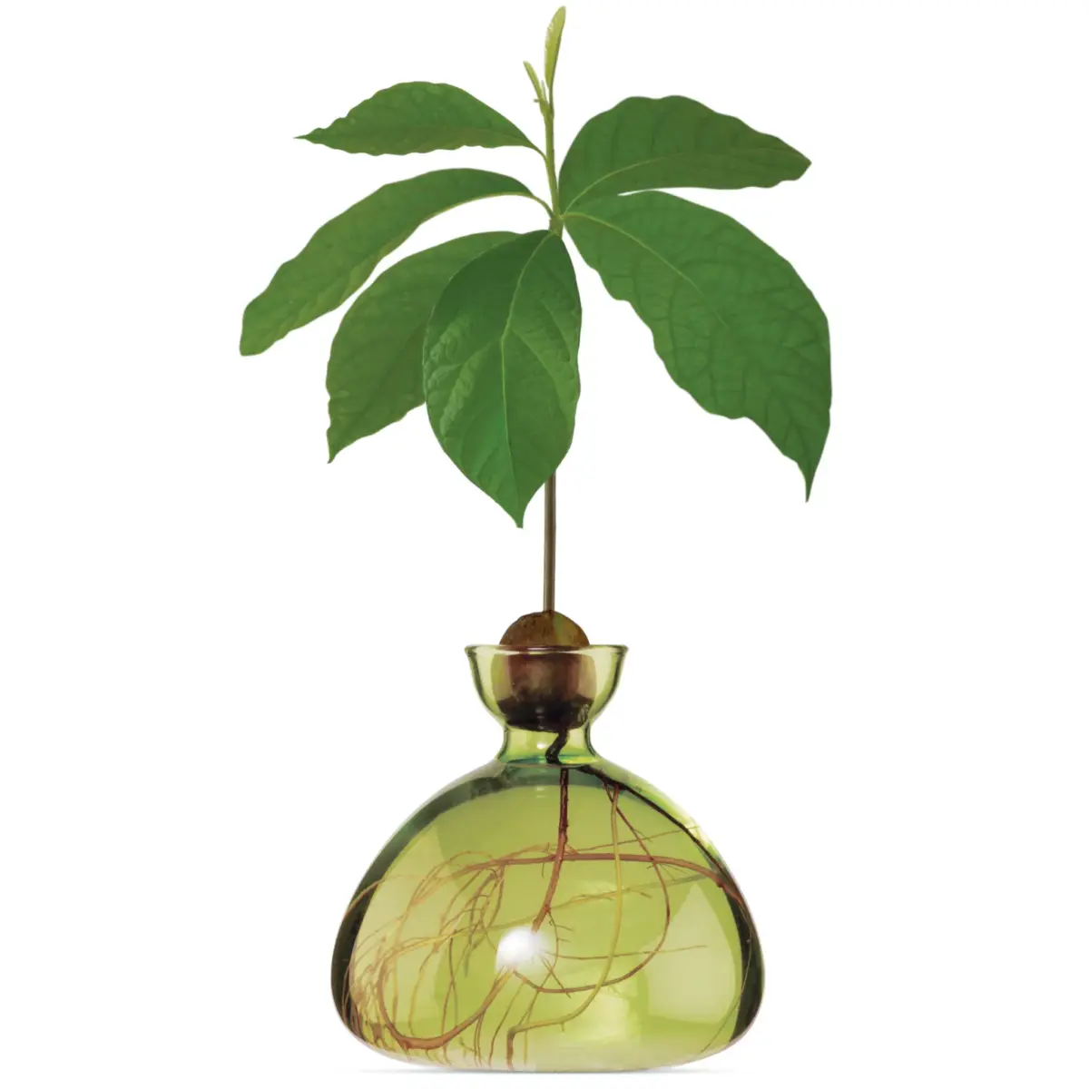 Avocado Vase in verschiedenen Farben – Bild 11