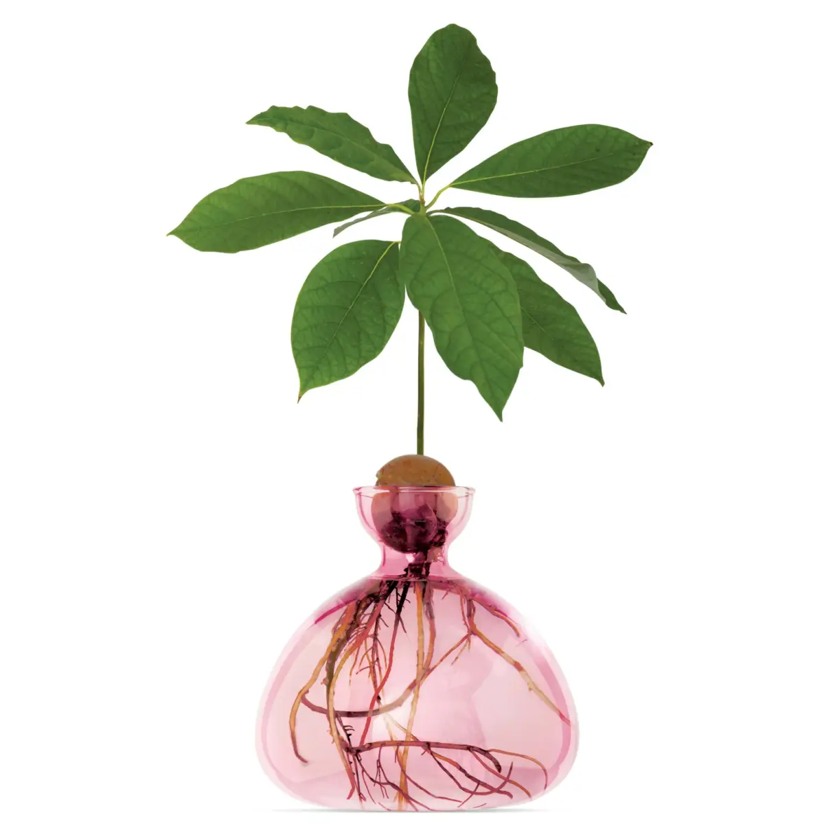 Avocado Vase in verschiedenen Farben – Bild 13